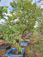 Guvies.co.za river bushwillow 200 litres