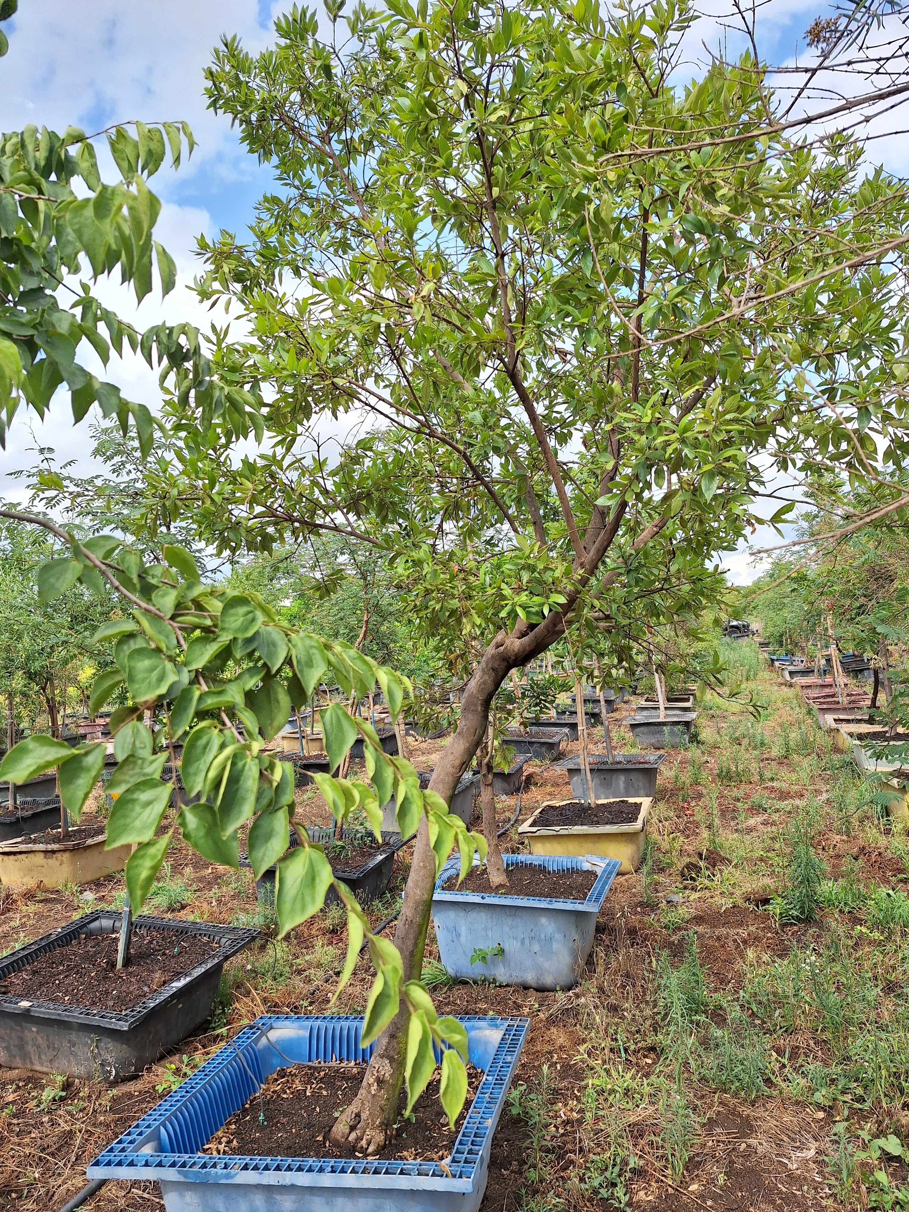 Guvies.co.za river bushwillow 200 litres