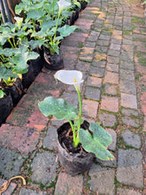 Load image into Gallery viewer, Guvies.co.za Calla Lily 4 litres
