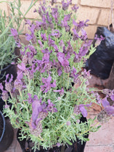 Load image into Gallery viewer, Guvies.co.za lavender stoechas 4 litres
