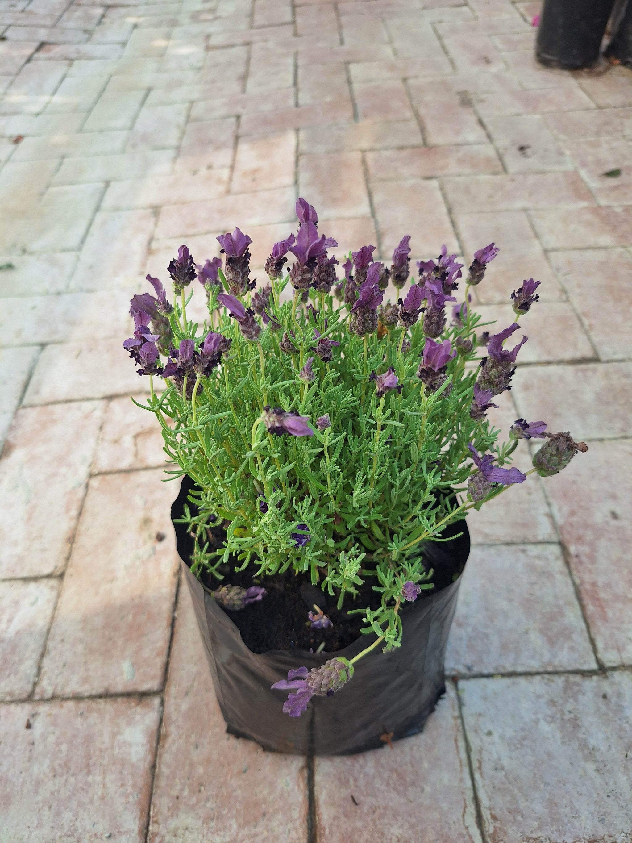 French Lavender – White
