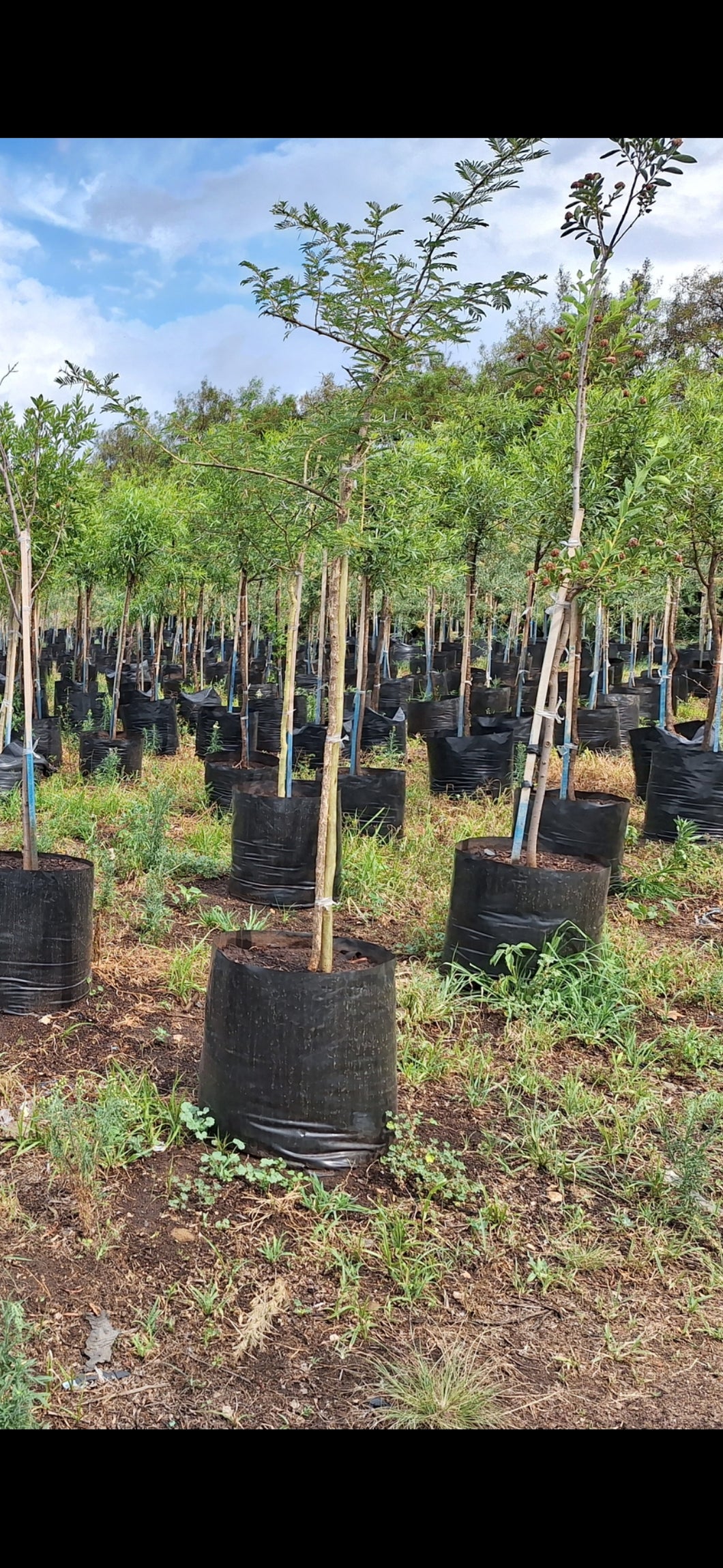 Guvies.co.za paperbark thorn 100 litres