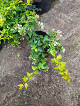 Load image into Gallery viewer, Abelia (4 litre bag)
