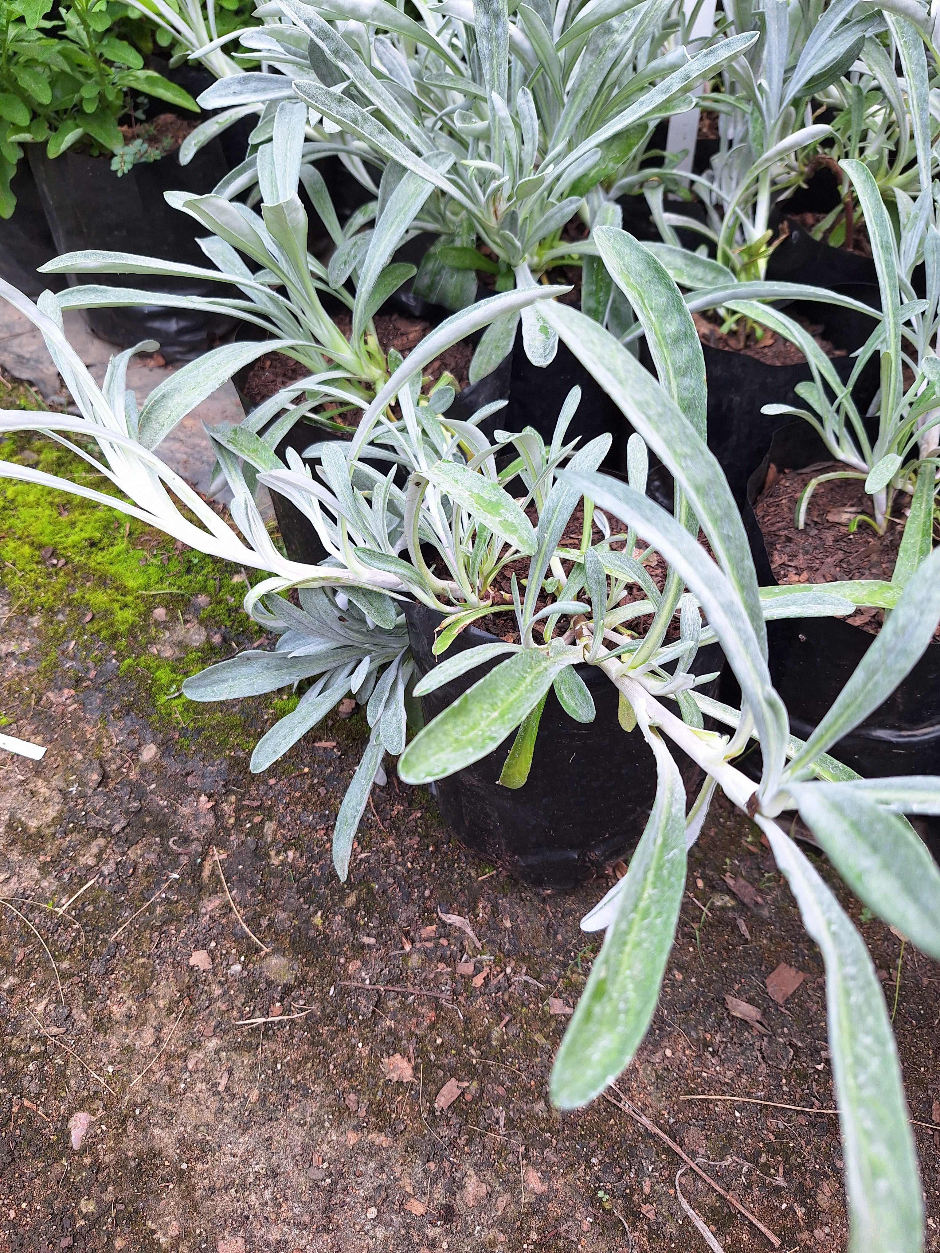 Guvies.co.za gazania uniflora 4 litres