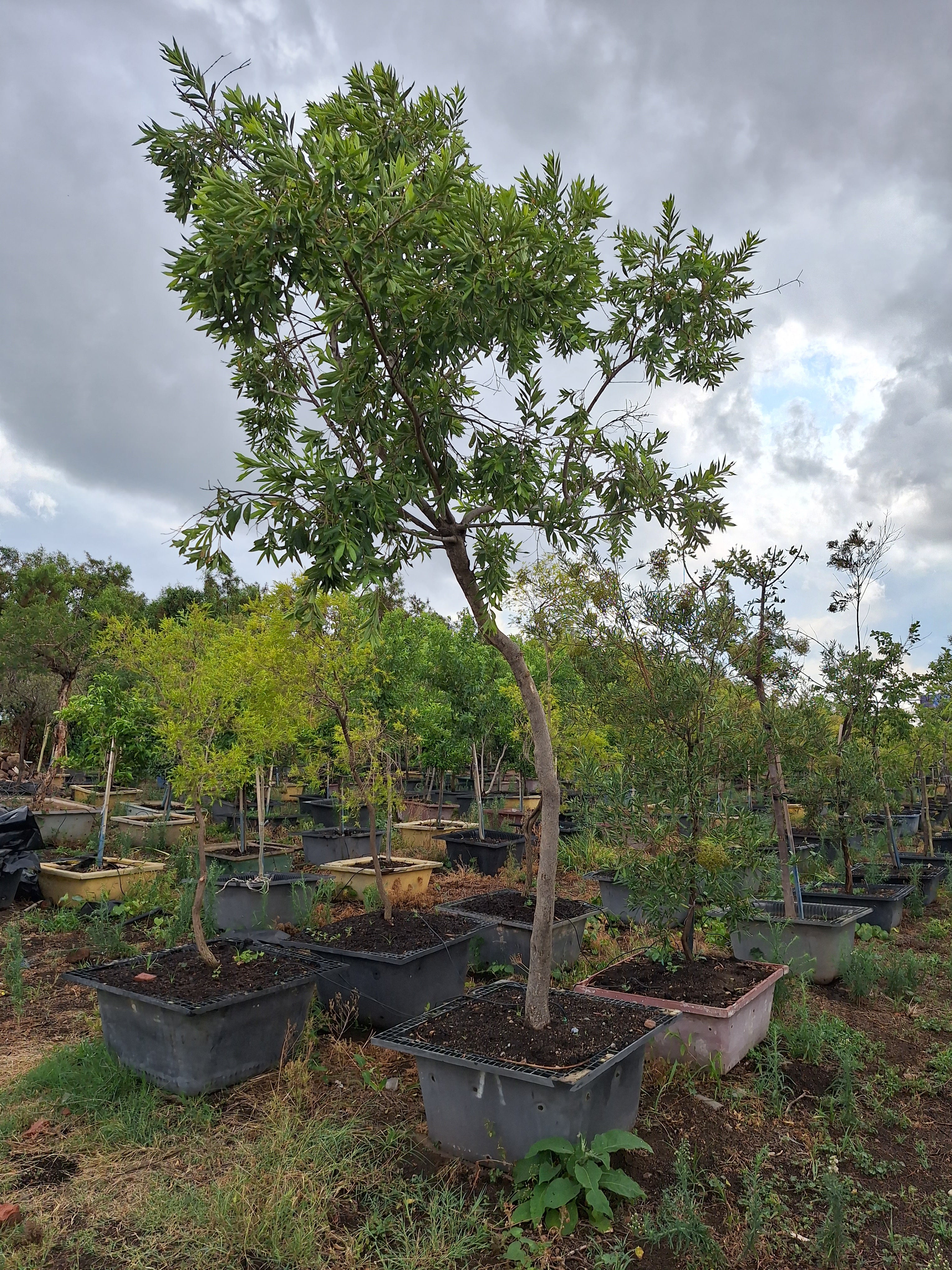 Guvies.co.za river bushwillow 200 litres