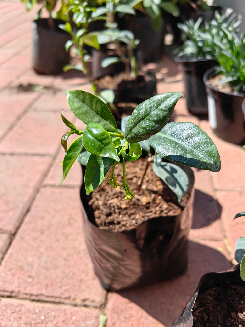 guvies.co.za star jasmine confederate jasmine 3 litres