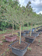 Guvies.co.za fever tree 200 litres