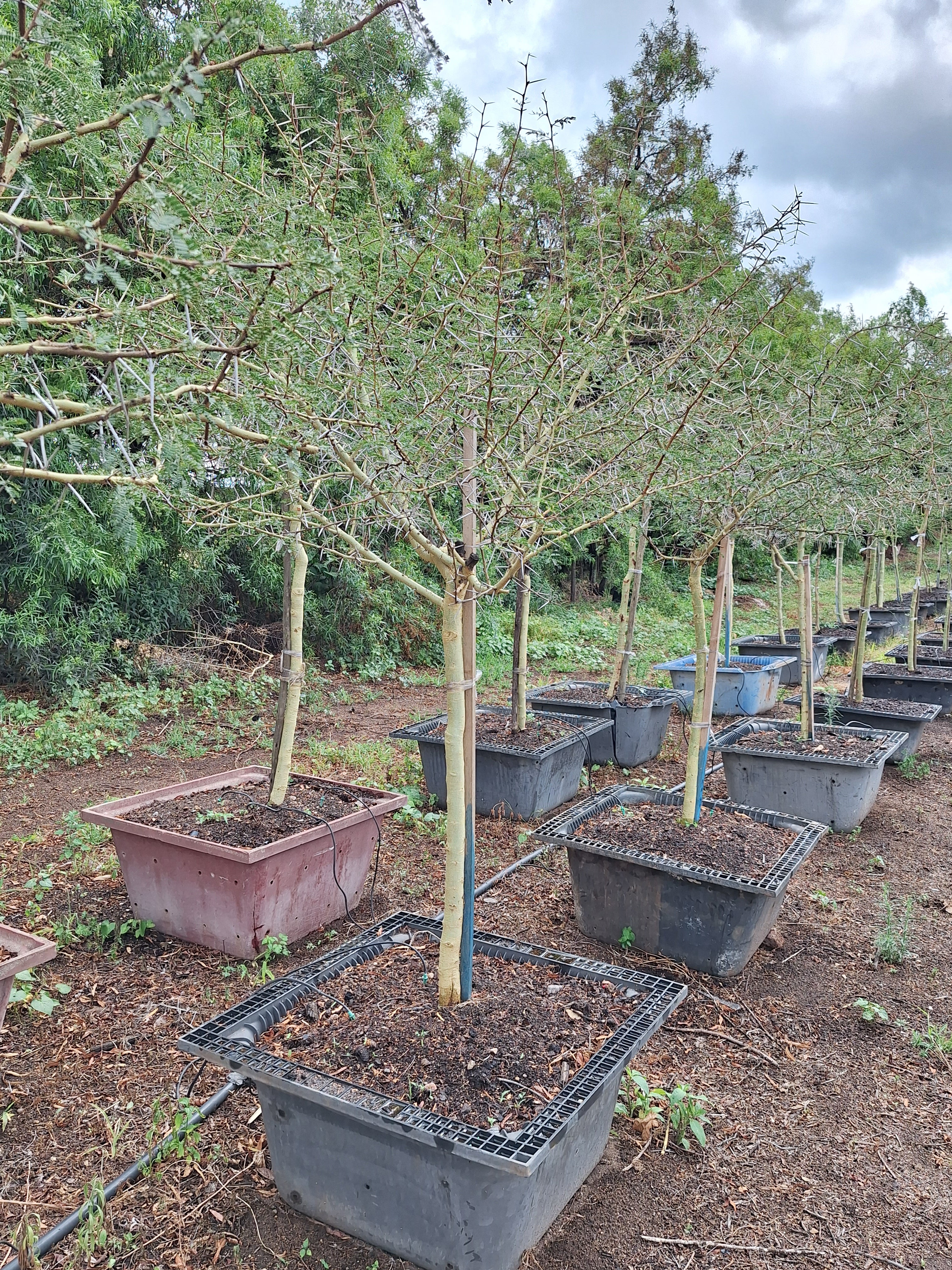 Guvies.co.za fever tree 200 litres
