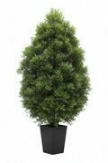 Yellow Wood Tree | Guvies
