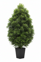 Yellow Wood Tree | Guvies