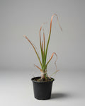 Aloe cooperi in 4 litre pot