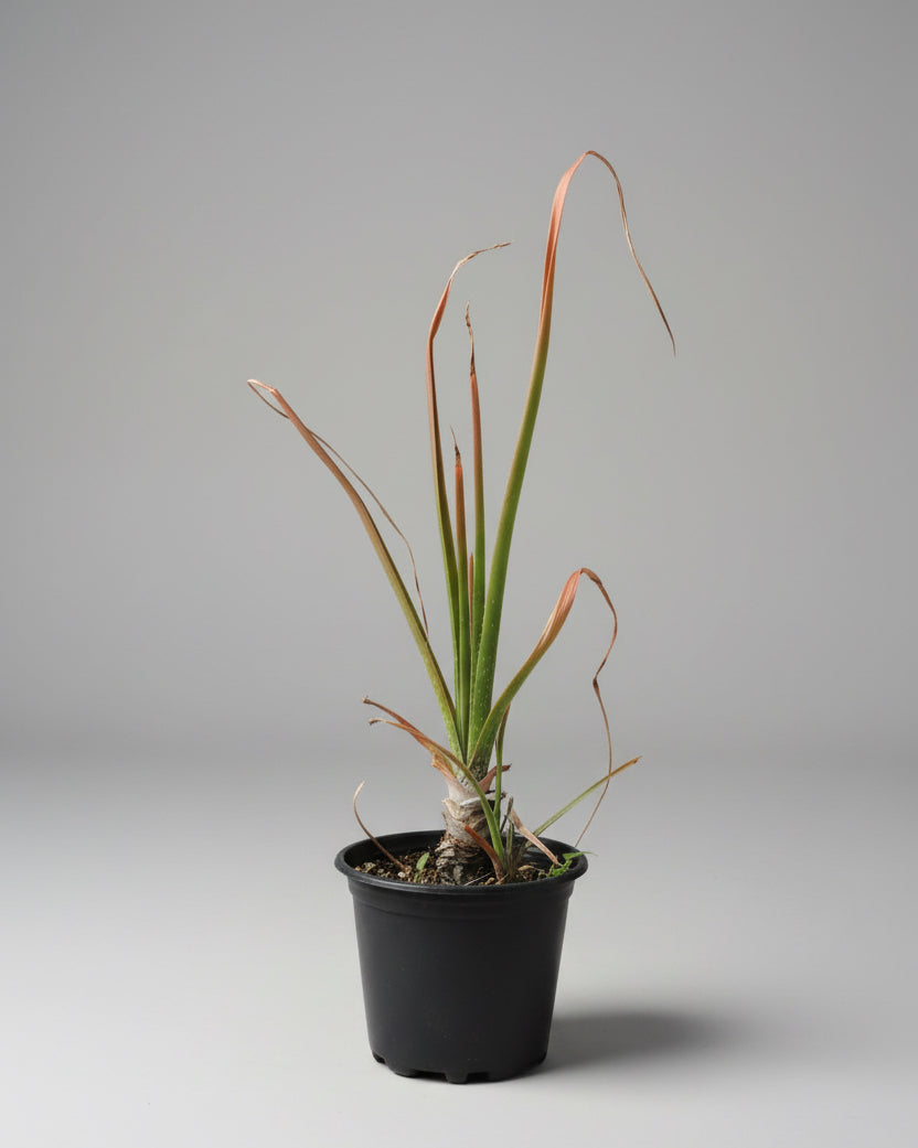 Aloe cooperi in 4 litre pot