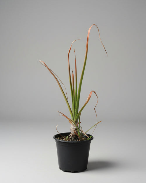 Aloe cooperi in 4 litre pot