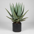 Aloe marlothii in 10 litre bag