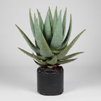 Aloe marlothii in 10 litre bag