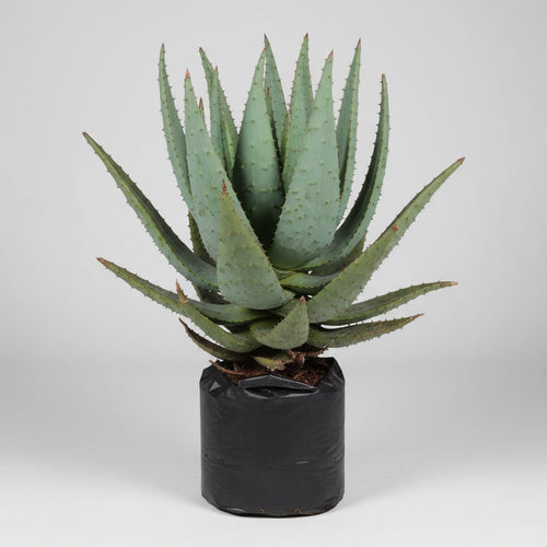 Aloe marlothii in 10 litre bag