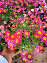 Load image into Gallery viewer, argyranthemum madeira red

