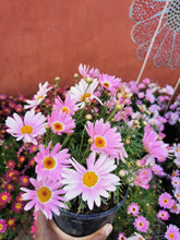 Load image into Gallery viewer, argyranthemum madeira in pot
