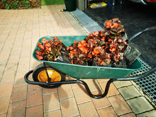 Load image into Gallery viewer, red begonia in wheelbarrow
