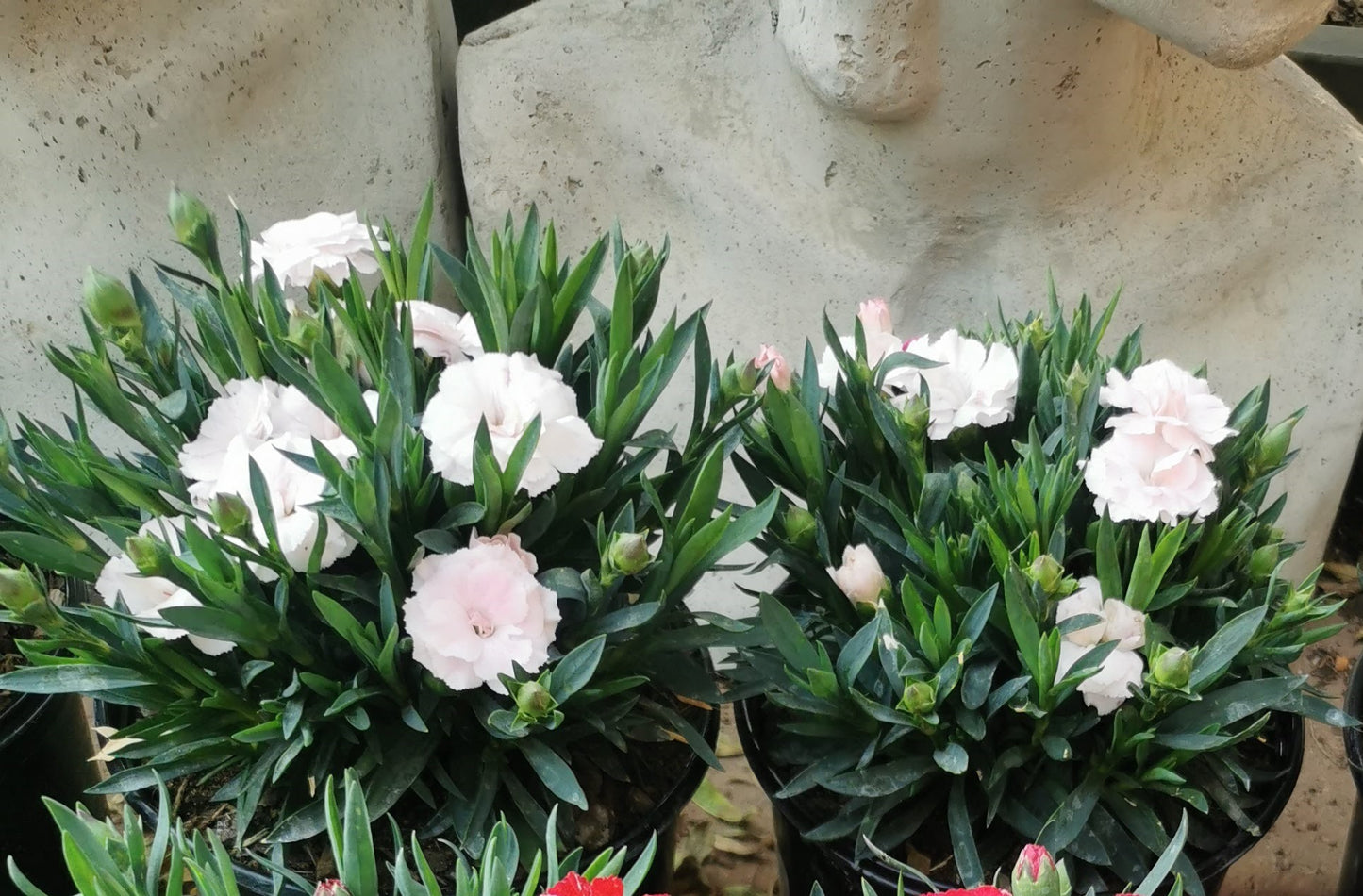 Carnation / Dianthus (15 cm pot)