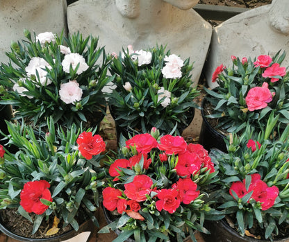 Carnation / Dianthus (15 cm pot)