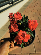 Load image into Gallery viewer, Red carnation in 4 litre pot
