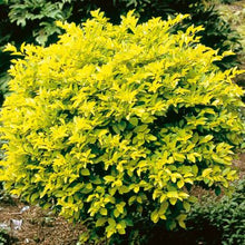 Load image into Gallery viewer, Duranta (Sheena&#39;s Gold) (4 litres)

