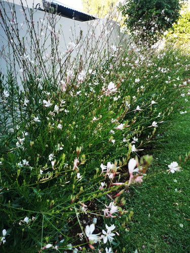 Gaura butterfly bush