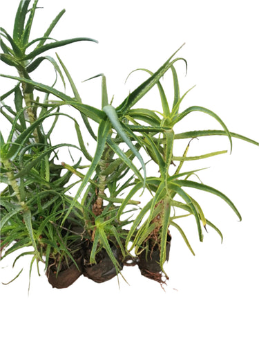 Guvie's aloe aborescens