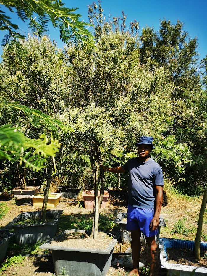 False Olive Tree | Guvies