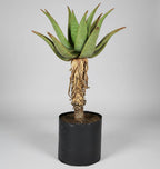 Guvie's aloe marlothii in 40 litre bag