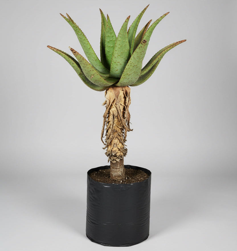 Guvie's aloe marlothii in 40 litre bag