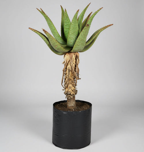 Guvie's aloe marlothii in 40 litre bag
