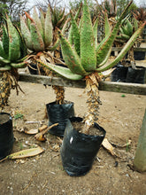 Load image into Gallery viewer, Guvie&#39;s aloe marlothii in 40 litre bag
