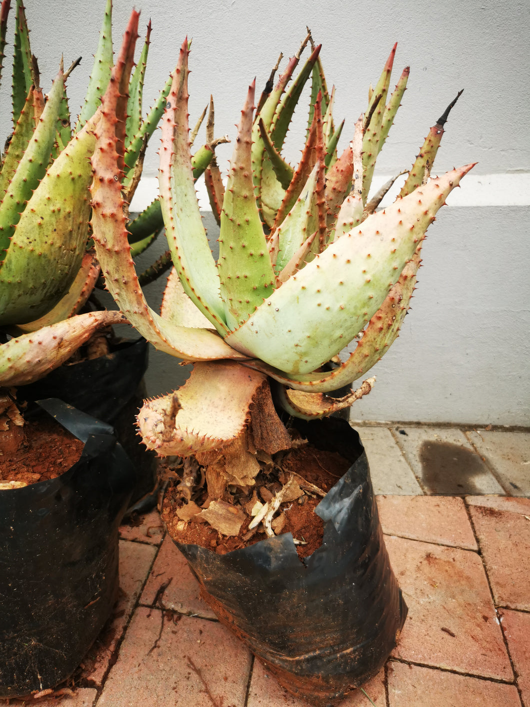 Aloe Marlothii