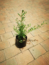 Load image into Gallery viewer, guvie&#39;s freylinia in 4 litre bag
