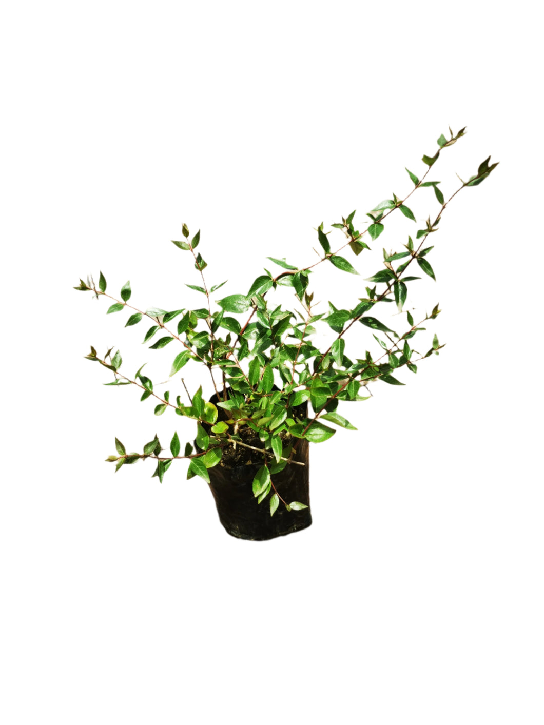 guvie's abelia grandiflora 4 litres