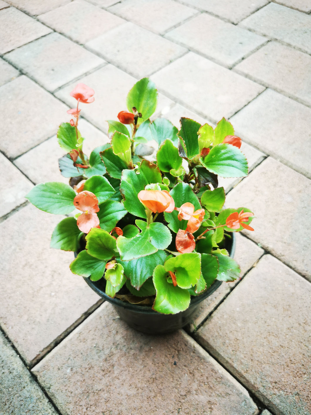 guvie's begonia red