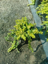 Load image into Gallery viewer, Lysimachia (creeping jenny)  (15 cm pot)

