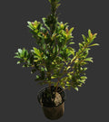 Eugenia (syzygium paniculatum) bush (4 litre bag)