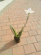 Guvie's dietes grandiflora in 4 litre bag