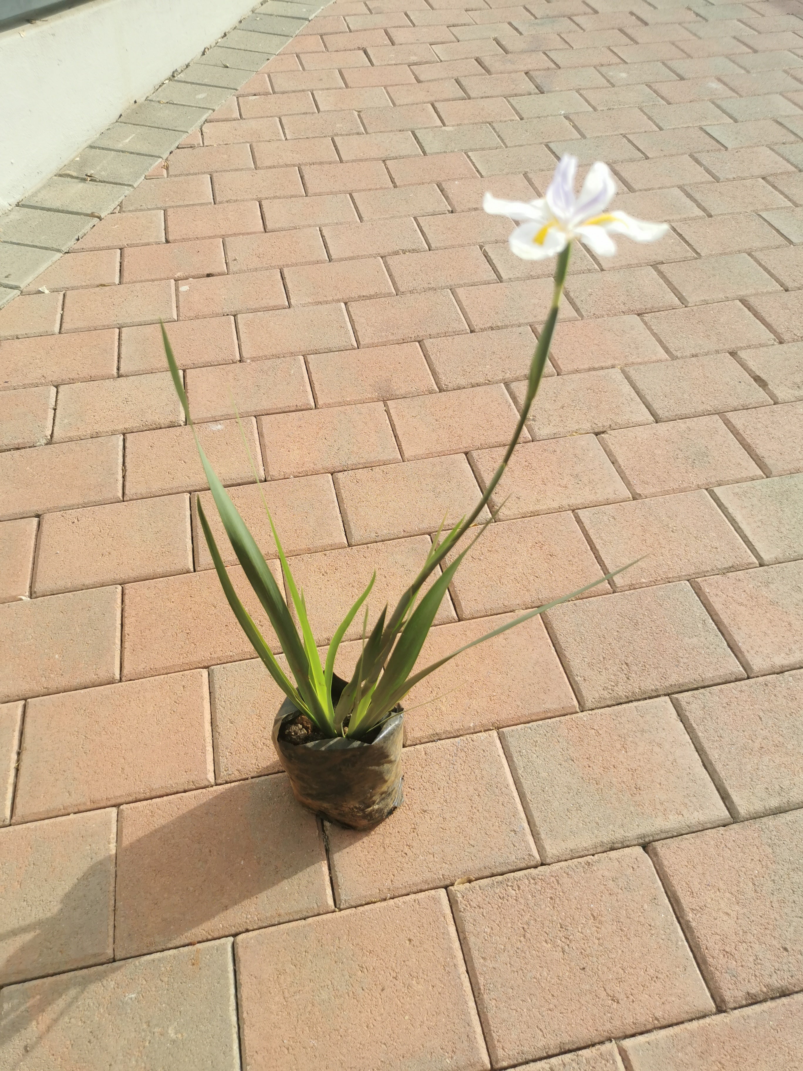 Guvie's dietes grandiflora in 4 litre bag