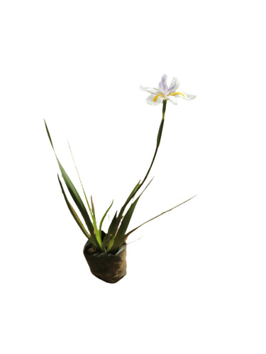 Guvie's dietes grandiflora in 4 litre bag
