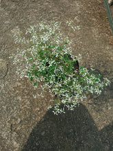 Load image into Gallery viewer, White Breathless Euphorbia (Diamond Frost) (4 litres)
