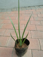 Guvie's dietes grandiflora in 4 litre bag