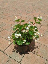 Load image into Gallery viewer, Begonia (4 litres)
