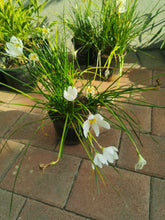 Load image into Gallery viewer, guvies.co.za white rain lily 15 cm pot
