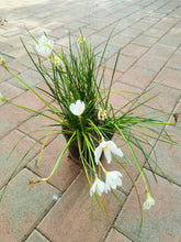 Load image into Gallery viewer, guvies.co.za white rain lily 15 cm pot
