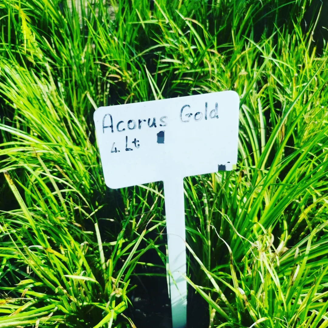 Acorus Gold | Guvies – Guvie's Online Nursery