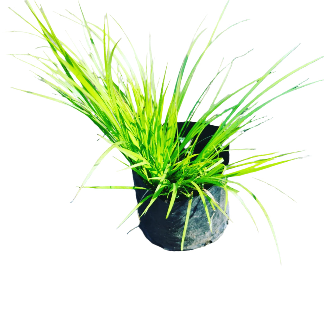 guvies.co.za acorus gold in 4 litre bag